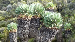 Tìm hiểu cây kỳ lạ, độc nhất vô nhị trên ngọn núi cao nhất châu Phi