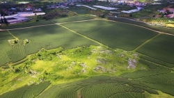 Đồi chè Mộc Châu xanh ngắt hút khách đến check - in