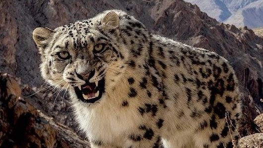 Cư dân mạng yêu thích bức ảnh con báo tuyết nhe răng gầm thét trước ống kính