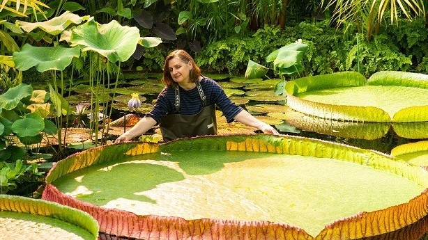 Anh phát hiện loài hoa súng khổng lồ mới, lá rộng 3 mét, sống được 177 năm