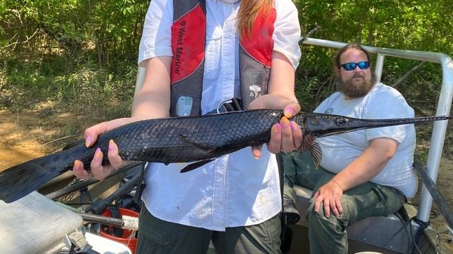 Con cá mắc bệnh hắc tố hóa, toàn thân đen như mực khiến các nhà khoa học bối rối