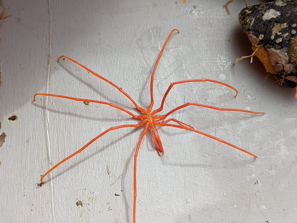 Ngoại hình ký lạ của cá ốc sên để thích nghi với cuộc sống dưới biển sâu