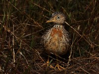 Australia: Loài chim 'bí ẩn' cổ xưa thoát nguy cơ tuyệt chủng