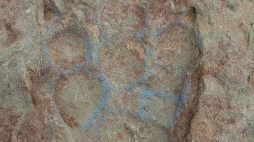 Trung Quốc phát hiện 4.300 dấu chân khủng long hóa thạch cách đây 150 triệu năm