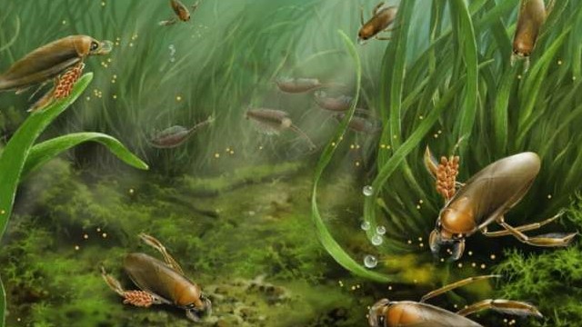 Trung Quốc: Côn trùng biết bảo vệ trứng cách nay hơn 161 triệu năm