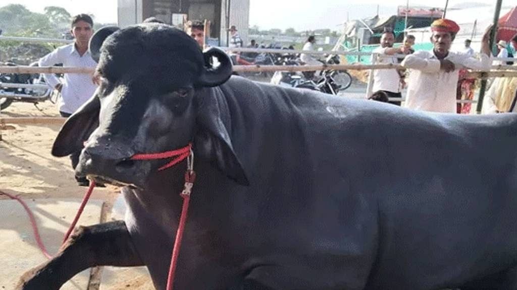 Chế độ chăm sóc đặc biệt của con trâu nuôi lấy sữa được định giá 70 tỷ đồng