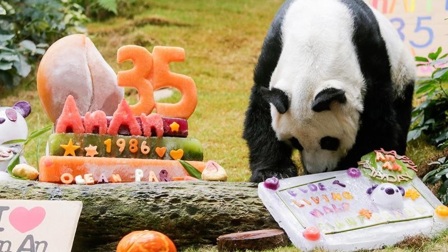 Gấu trúc đực khổng lồ nhiều tuổi nhất qua đời ở tuổi 35