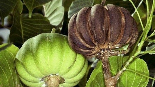 Tìm hiểu loài cây kỳ lạ chứa chất độc nguy hiểm nhất hành tinh