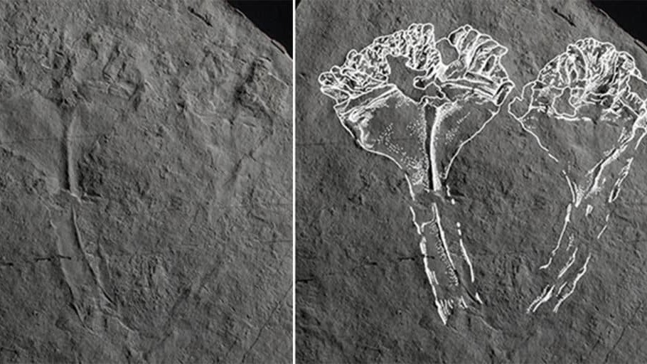 Anh: Đặt tên cho hóa thạch sinh vật 560 triệu năm tuổi