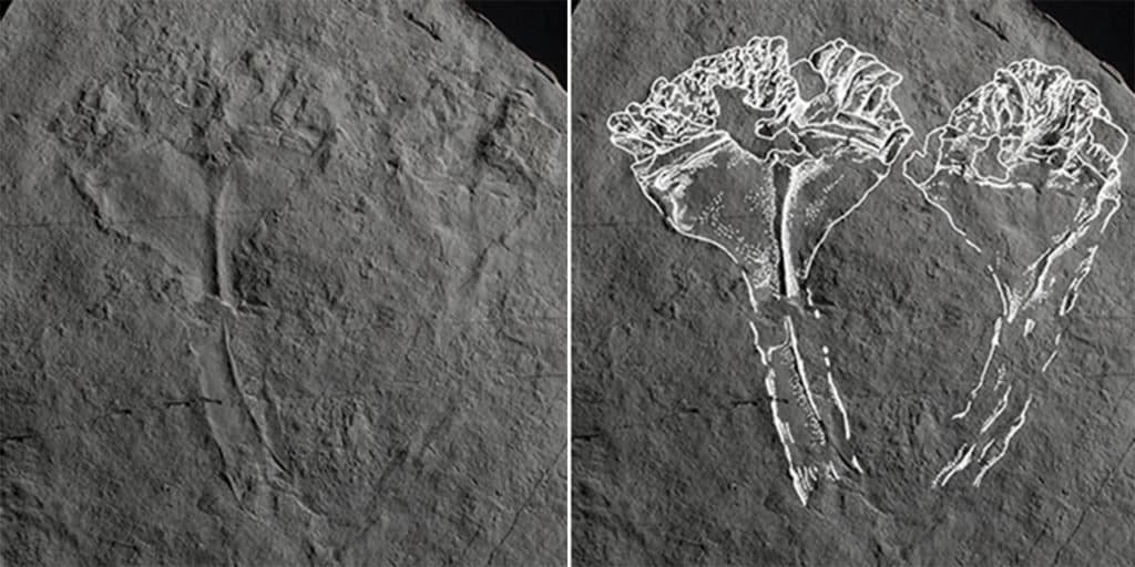 Đặt tên cho hóa thạch sinh vật 560 triệu năm tuổi