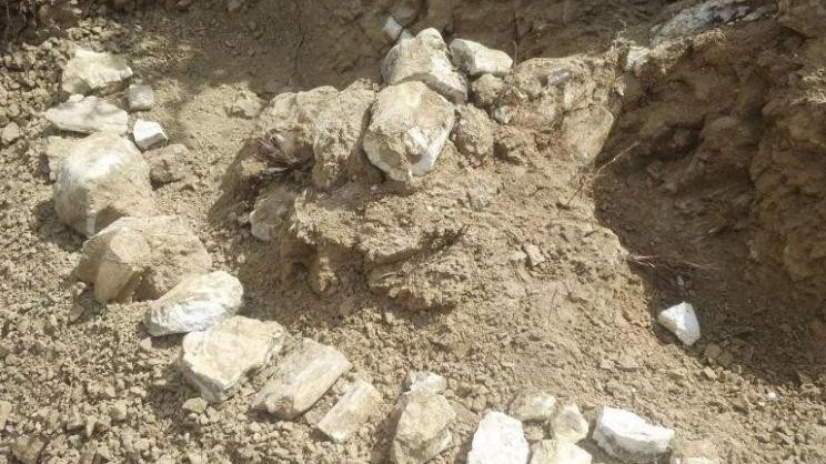 Trung Quốc phát hiện nhiều hóa thạch thuộc hệ động vật từ 8 triệu năm trước