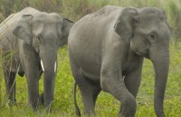 usaid ho tro sang kien chi de giam nhu cau dung sung te giac