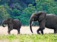 thai lan xoa diu tam hon nhung con voi dau kho bang nhac co dien