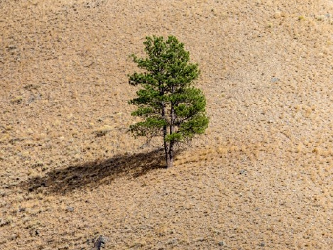 Phát hiện cơ chế giúp thực vật sinh tồn trong thời tiết cực đoan