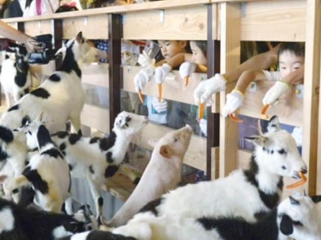 Xây trang trại trên nhà cao tầng