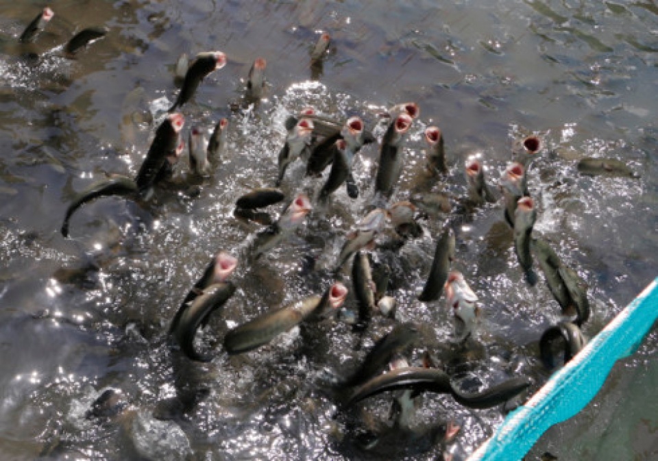 can tho phat trien du lich cong dong noi co ca loc bay