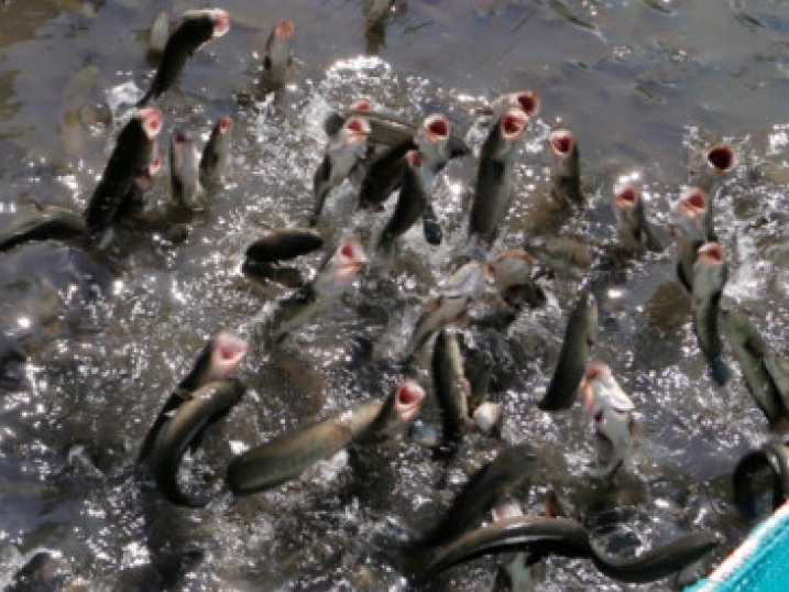 Cần Thơ phát triển du lịch cộng đồng nơi có “cá lóc bay”