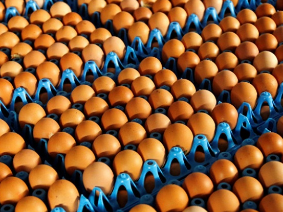 Hàn Quốc phát hiện trứng nhiễm thuốc trừ sâu ở nhiều trang trại