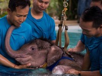 nepal soi dong le hoi voi o cong vien quoc gia