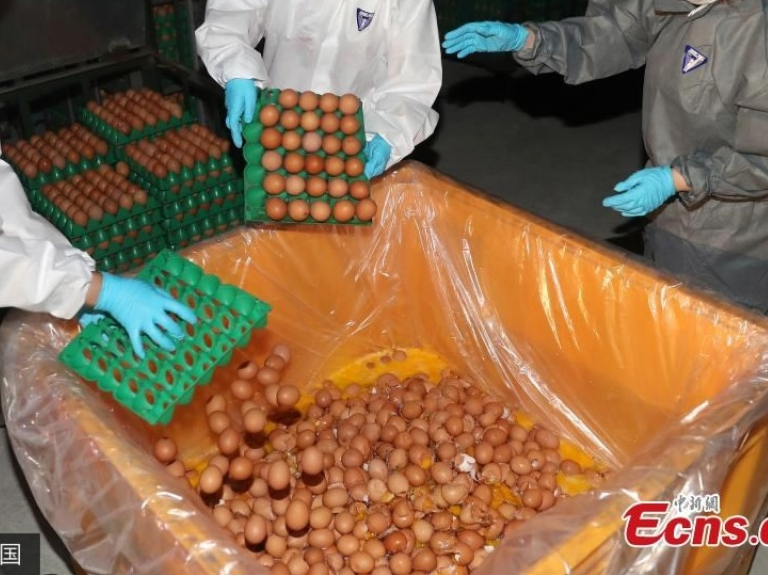 Tổng thống Hàn Quốc xin lỗi người dân về bê bối "trứng bẩn"