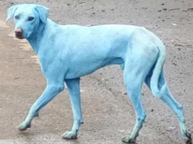 Ấn Độ: Chó bị “nhuộm”  xanh vì nhà máy xả thải ra sông