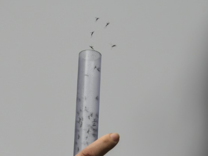 Brazil thả muỗi mang vi khuẩn ngăn ngừa sốt xuất huyết ra môi trường