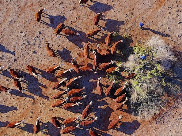 Hạn hán khắc nghiệt trở thành "ung thư" ăn mòn nông trại Australia