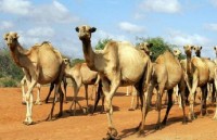 Cảnh sát kenya biên chế lạc đà vào lực lượng trấn áp tội phạm