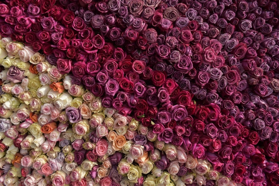 long lay kim tu thap duoc ket tu hang tram nghin doa hong