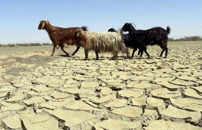 Afghanistan: Nông dân khốn đốn vì hạn hán kéo dài