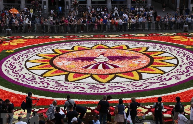 Bỉ: Ấn tượng thảm hoa hải đường khổng lồ tại Brussels