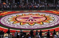 Bỉ: Ấn tượng thảm hoa hải đường khổng lồ tại Brussels