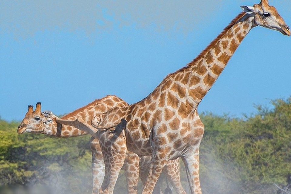 bat ngo ve man dau vo tan khoc giua 2 chu huou cao co