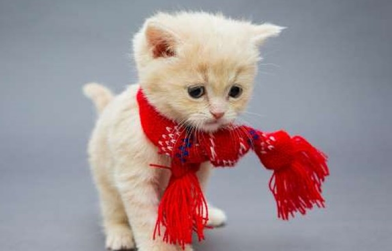 Ảnh siêu đáng yêu của những bé mèo