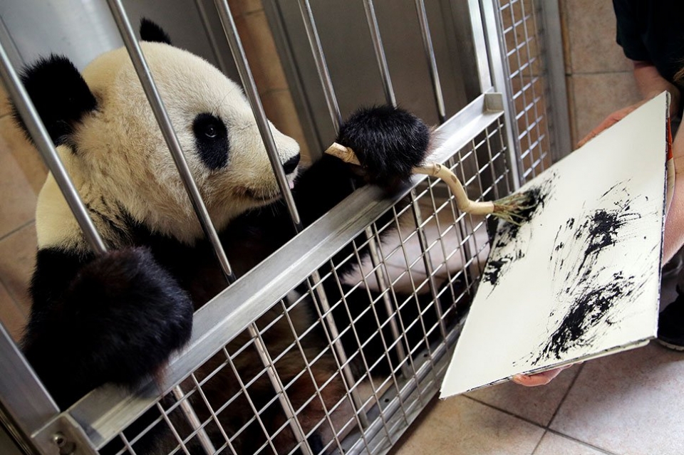 ao chiem nguong kha nang hoi hoa cua mot ba me gau truc