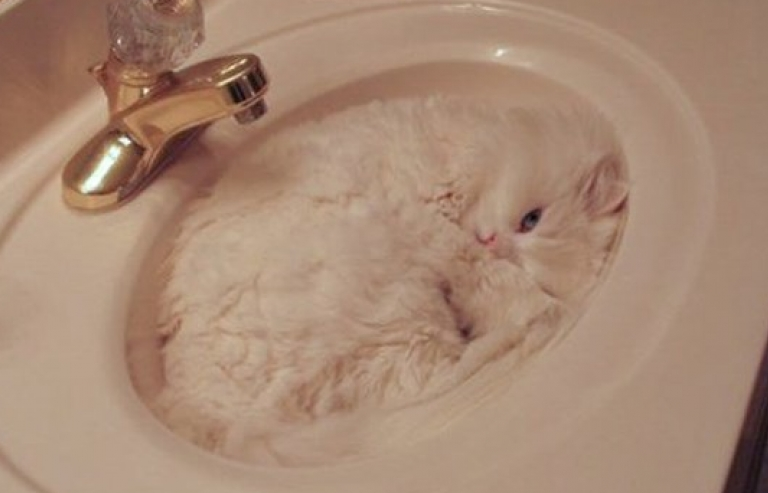 Ngỡ ngàng trước tài trốn tìm có 1 không 2 của các “thánh” mèo