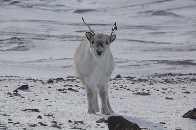 200 con tuần lộc chết đói trên quần đảo Bắc Cực do biến đổi khí hậu 200 con tuan loc chet doi tren quan dao bac cuc do bien doi khi hau