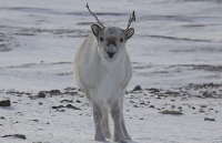 my khoi dong tien trinh rut khoi hiep dinh paris ve bien doi khi hau phap lay lam tiec