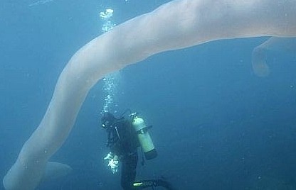 Phát hiện Pyrosome - giun biển khổng lồ dài 8m dưới đại dương