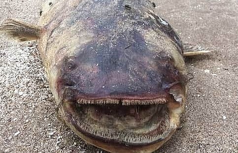 Nga: 'Thủy quái' khổng lồ, răng nhọn dạt vào bờ sông Volga