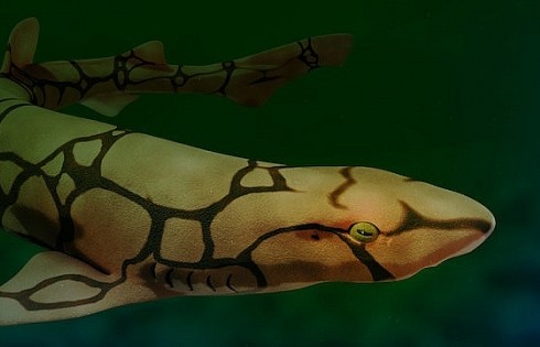 Bí ẩn về những loài cá mập có khả năng phát ánh sáng xanh lá độc đáo