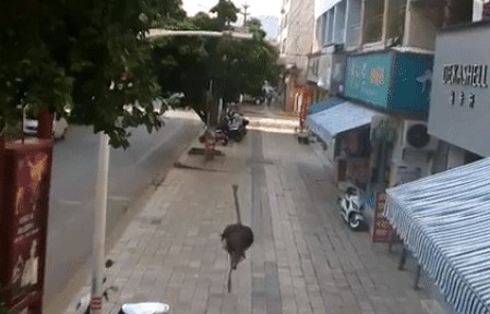 'Chết cười' với cảnh chú đà điểu xổng chuồng gây náo loạn đường phố