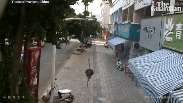 chet cuoi voi canh chu da dieu xong chuong gay nao loan duong pho