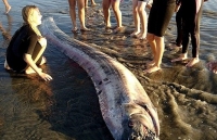 canada dung truc thang giai cuu hang trieu ca hoi mac ket do lo dat