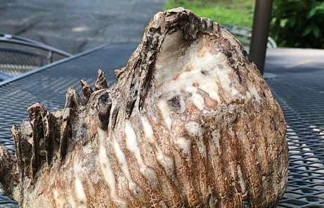 Mỹ: Bất ngờ phát hiện răng voi ma mút tuyệt chủng 10.000 năm