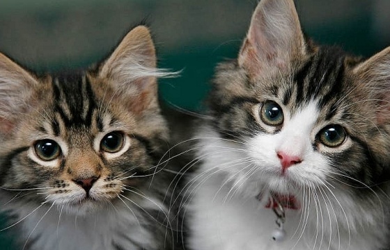 Người Mỹ ‘mạnh chi’ cho thú cưng - những thành viên gia đình 'chính hiệu'