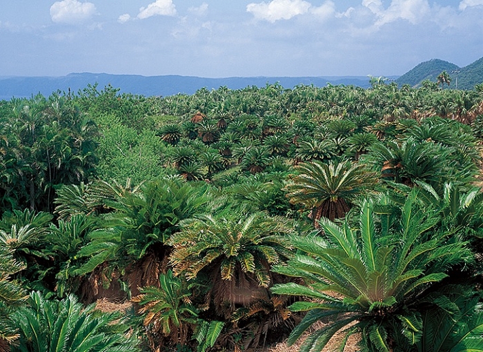 cay doc chet nguoi chua chat co the gay ung thu duoc dung lam mon dac san