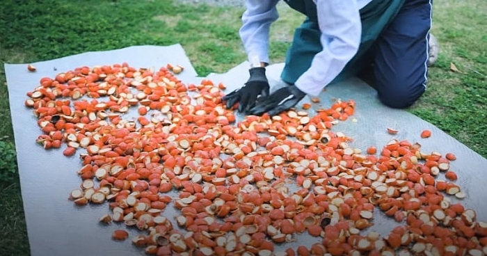 cay doc chet nguoi chua chat co the gay ung thu duoc dung lam mon dac san