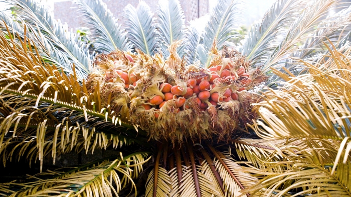 cay doc chet nguoi chua chat co the gay ung thu duoc dung lam mon dac san