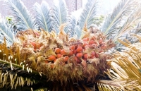 ky la than cay tach lam doi va boc chay ngun ngut tu ben trong